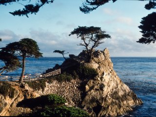 Lone Pine  DAS Highlight am 17-mile-drive an der Pazifik-Küste bei Monterey : 17 Mile Drive, Lone Cypress, Monterey, OM2, Olympus, USA, xDias-USA