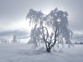 Eisbaum  Winterlandschaft pur am Kahlen Asten : Ohlenbach, oly-forum, xDieTops, xWinter