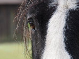 Die mit den Wimpern klimpert  Pony-Schönheit auf der Weide : Pferd, xFauna