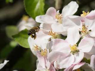 Anflug  Apfelblütenbesteuberin bei der Arbeit : Apfelblüte, Biene, Pollen, xDieTops, xFauna
