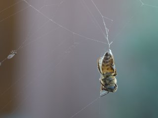 Eingesponnen  Wespe im Spinnenetz ohne Chance : Spinnennetz, Wespe, xFauna
