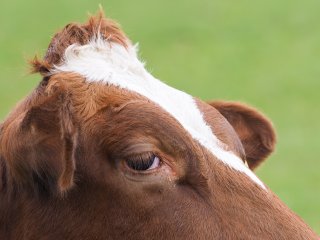 Frisur- na ja, aber diese Wimpern  Upländer Kuh bei Willingen-Usseln : Rind, Willingen, xFauna