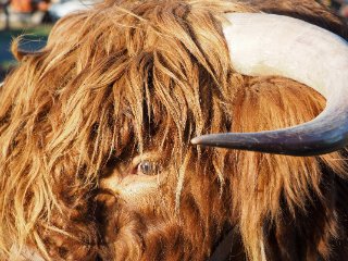 Cattle-Eye  Portrait eines Schottischen Hochlandrindes : Oly-FNEU-exportiert, Oly-ForumNEU, xFauna, xNEU