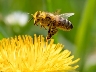 Löwenzahn-Besteuber  Biene auf dem Rückzug nach getaner Arbeit. : Oly-FNEU-exportiert, Oly-ForumNEU, xFauna