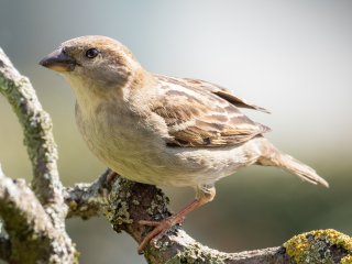 Klarer Blick  Sperling-Weibchen (Passeridae) : Oly-FNEU-exportiert, Oly-ForumNEU, xVogelwelt