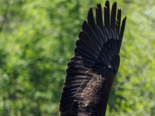 Weißkopfseeadler  Spannweite: 2,50 m : Sababurg, Tierpark, Weisskopfseeadler, xVogelwelt