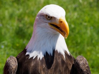 Du kennst mich?  Ich bin der Wappenvogel der USA : Sababurg, Tierpark, Weisskopfseeadler, xVogelwelt