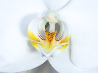 Phalaenopsis philippinensis  Der Orchideenblüte auf die Pelle gerückt : Edelweiß, Orchidee, Willingen, xMakro, xMakro-Orchidee