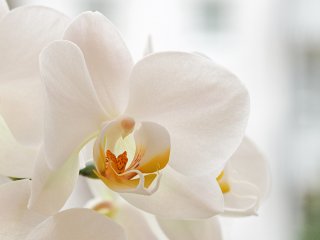Orchidee  Sinfonie in Weiß : Orchidee, xMakro, xMakro-Orchidee