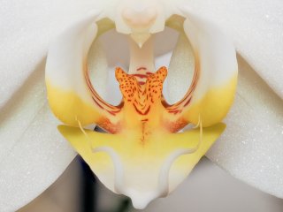 Orchidee  Eleganz der Symmetrie : Orchidee, xMakro, xMakro-Orchidee