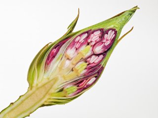 Rhododenron-Knospe  kurz vor dem Aufbrechen : Oly-FNEU-exportiert, Oly-ForumNEU, Rhododendron, Stack-17, xMakro