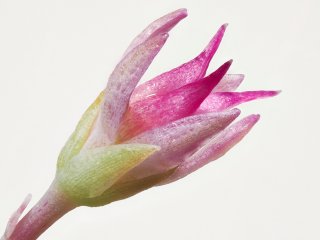 Magentafarben ...  ... ist die Blüte dieser Fetthenne. Hier eine Einzelblüte mit einem Durchmesser von ca. 2-3 mm : EB88, Oly-FNEU-exportiert, Oly-ForumNEU, Stack_15, xMakro, xNEU