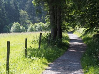 Weg zum Paradies  Waldweg südlich der Mühlenkopfschanze in Richtung "Paradies" : Willingen, xWillingen
