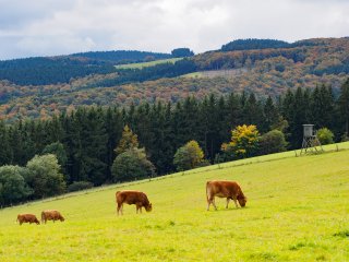 Steaklieferanten  im Hochsauerland : Rinder, Willingen, xWillingen
