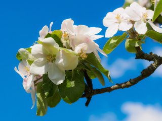 Apfelblüte  an einem herrlichen Frühlingstag : Apfelblüte, xFrühjahr