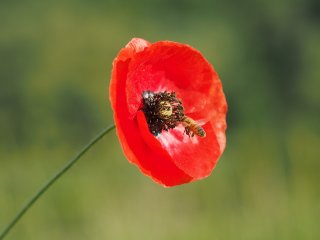 Blütenbestäuber im Anflug : Biene, Klatschmohn, xFrühjahr