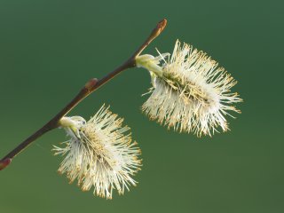 Blühendes Weidenkätzchen : Oly-FNEU-exportiert, Oly-ForumNEU, Weidenkätzchen, xFrühjahr