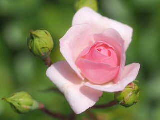 Junge Rosenblüte  Buschrose : Oly-FNEU-exportiert, Oly-ForumNEU, xFrühjahr