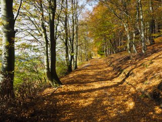 Herbstlicher Waldweg  bei Ohlebach im Sauerland : Buchenwald, Ohlenbach, Waldweg, xHerbst