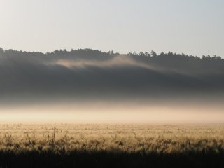 Morgennebel  am Fuldaufer : Feld, Fuldabrück, Gegenlicht, Getreide, xSommer