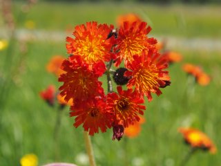 Hieracium Aurantiacum  Habichtskrautblüte auf dem Sonnenhang bei Willingen : Willingen, xSommer