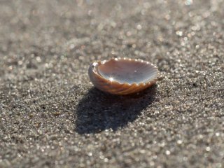 Muschel-Reflex : Muschel, Sand, Strand, xSommer