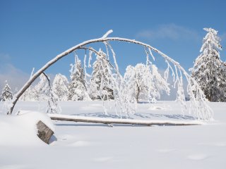 Eisbaumbogen  Winterlandschaft am Kahlen Asten : Ohlenbach, xWinter