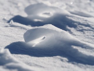 Junge Schneebeißer auf Tour  Am Rande der Loipe bei Neuastenberg : Ohlenbach, oly-forum, xWinter