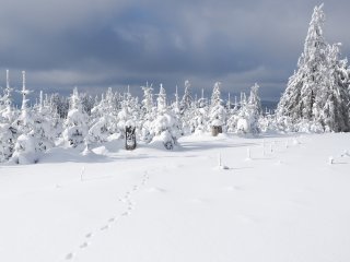 Wildspur ...  .. im Schnee : Oly-FNEU-exportiert, Oly-ForumNEU, xWinter